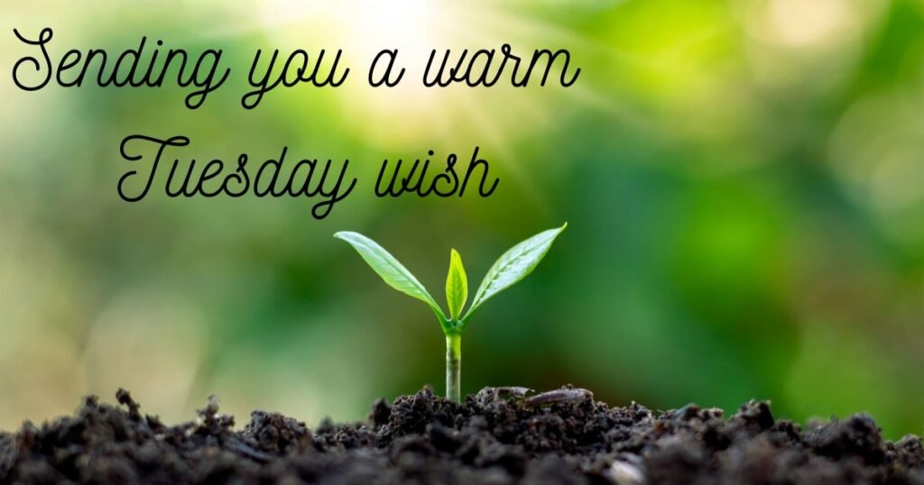 Thoughtful Tuesday Wishes for Someone Who Needs Encouragement